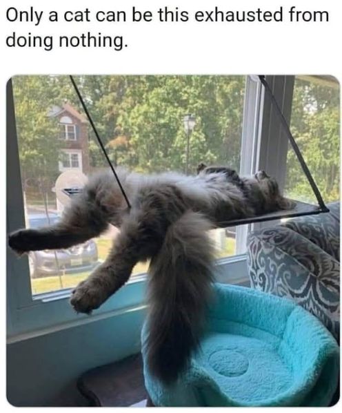 only a cat exhaust.jpg